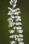 Boykin's milkwort